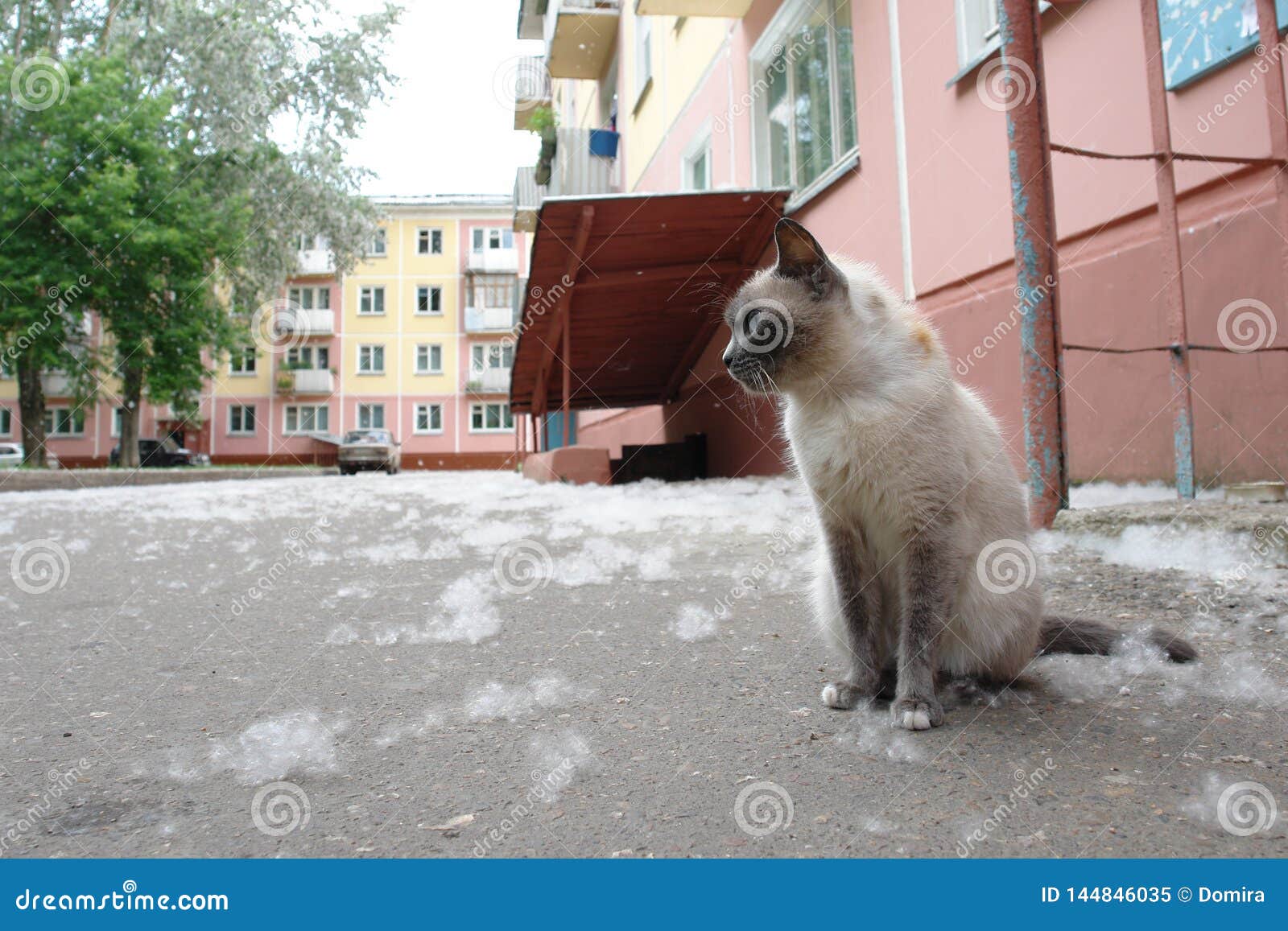 Homeless Sad Cat on City Street Near House. Photo of Homeless Animal