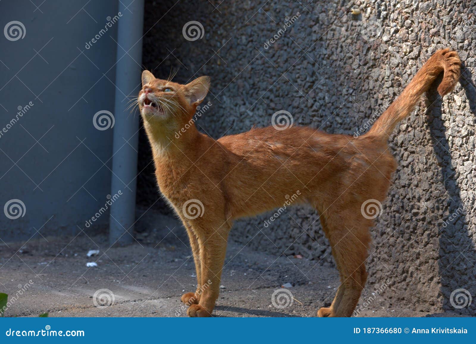 Homeless Skinny Abyssinian Cat Stock Photo - Image of city, cats: 187366680