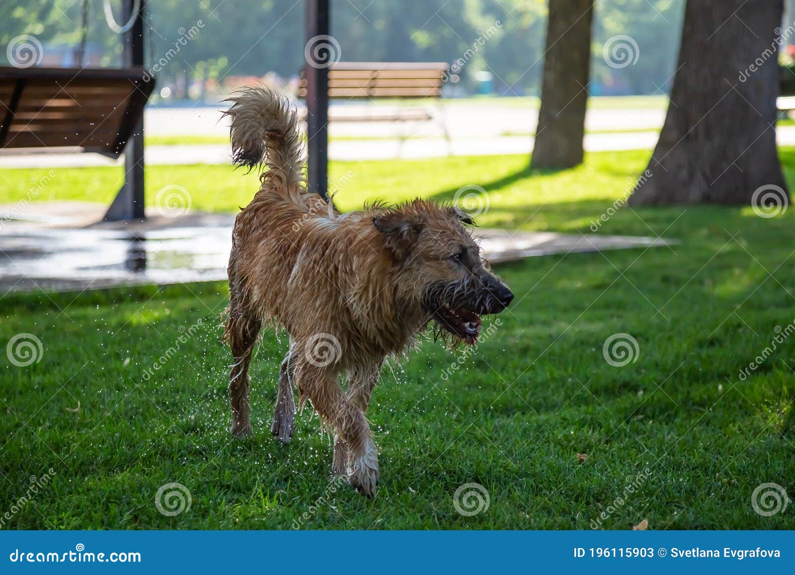 Homeless Stray Animal Dog in the Summer in the Heat Wet Contented Happy Walks Plays in the Park on the Grass on the Lawn Stock Image - Image of ears, friendship: 196115903 Homeless Stray Animal Dog in the Summer in the Heat Wet Contented Happy Walks Plays in the Park on the Grass on the Lawn Stock Image - Image of ears, friendship: 196115903