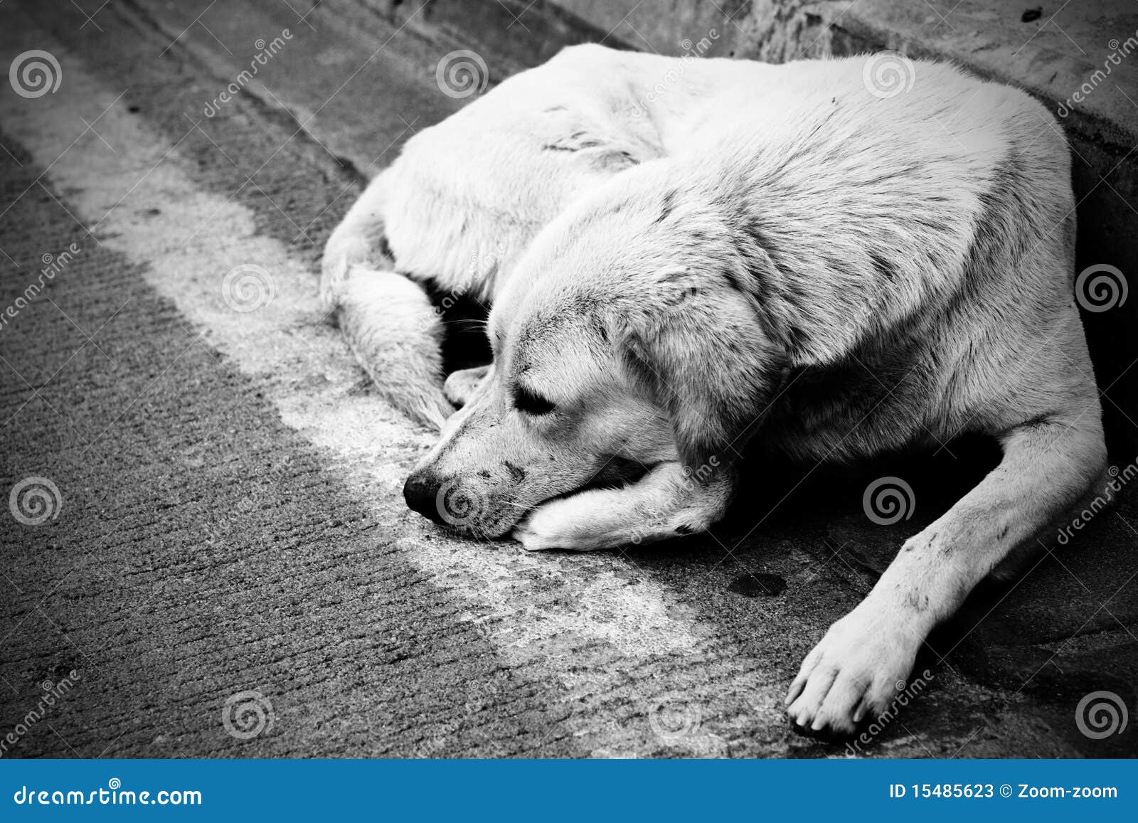 Homeless stray dog stock image. Image of depressed, loneliness 15485623
