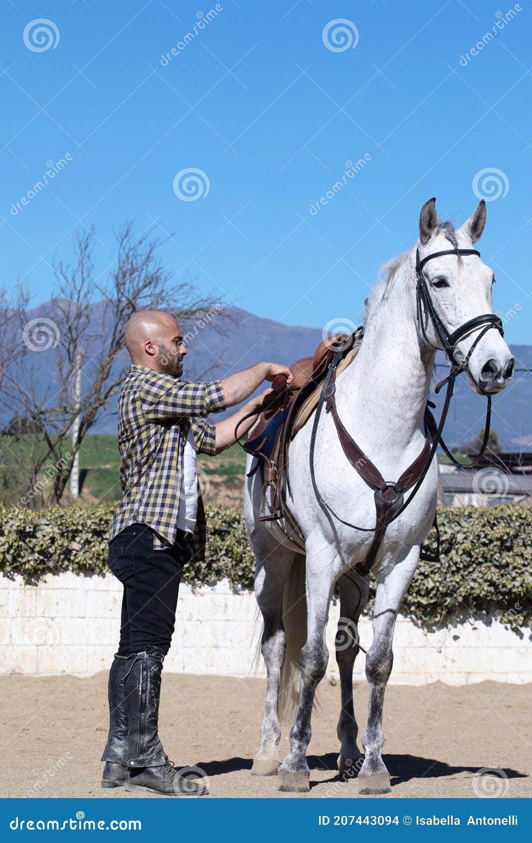 Cavalo Branco Na Frente De Você Que Olha a Você Foto de Stock - Imagem de  você, homem: 75585610