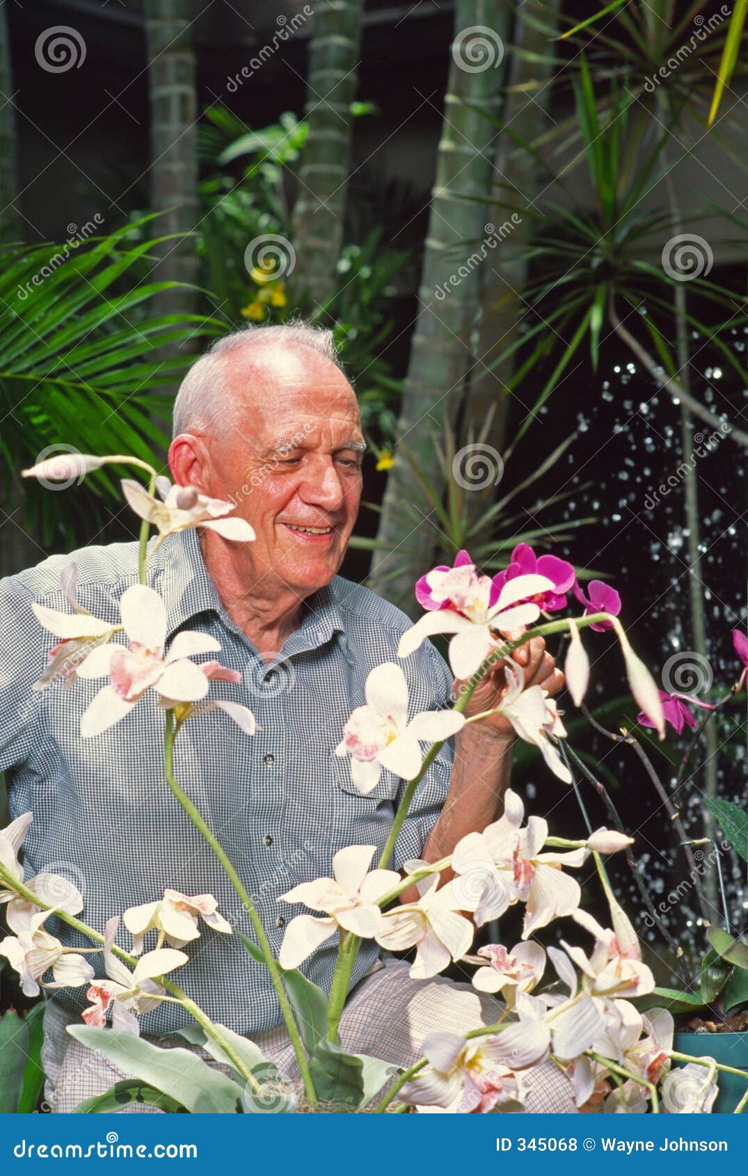 Homem com orquídeas foto de stock. Imagem de planta, velho - 345068