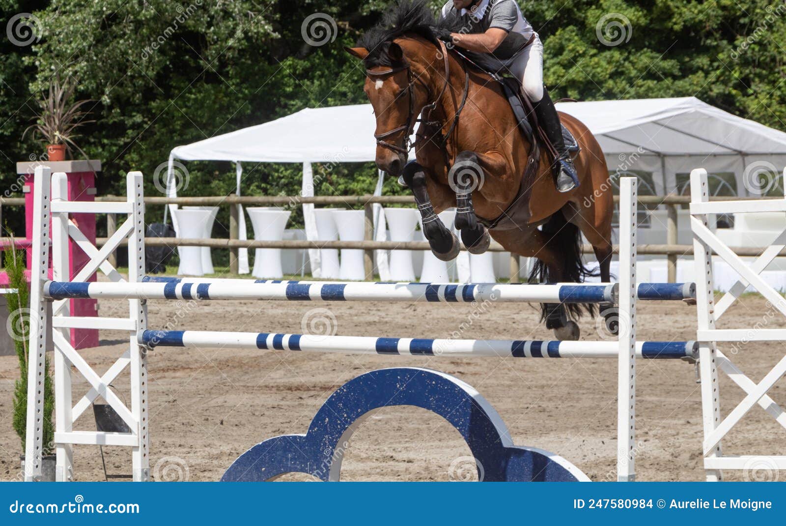 Homem E Cavalo Pulando Uma Cerca Foto de Stock - Imagem de sela, animal:  247580984