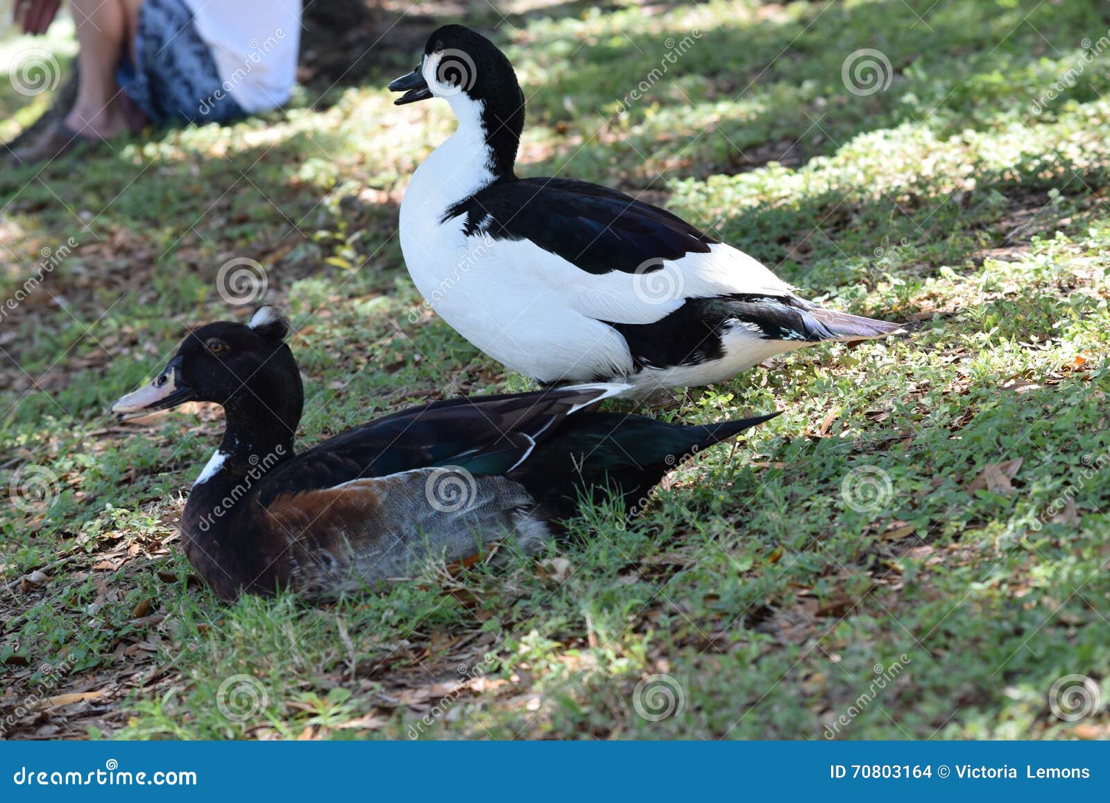 Ducklings .io  Patos, Barcos