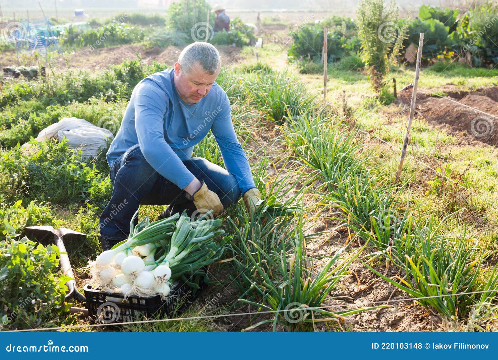 Como cultivar cebolas como um jardineiro profissional