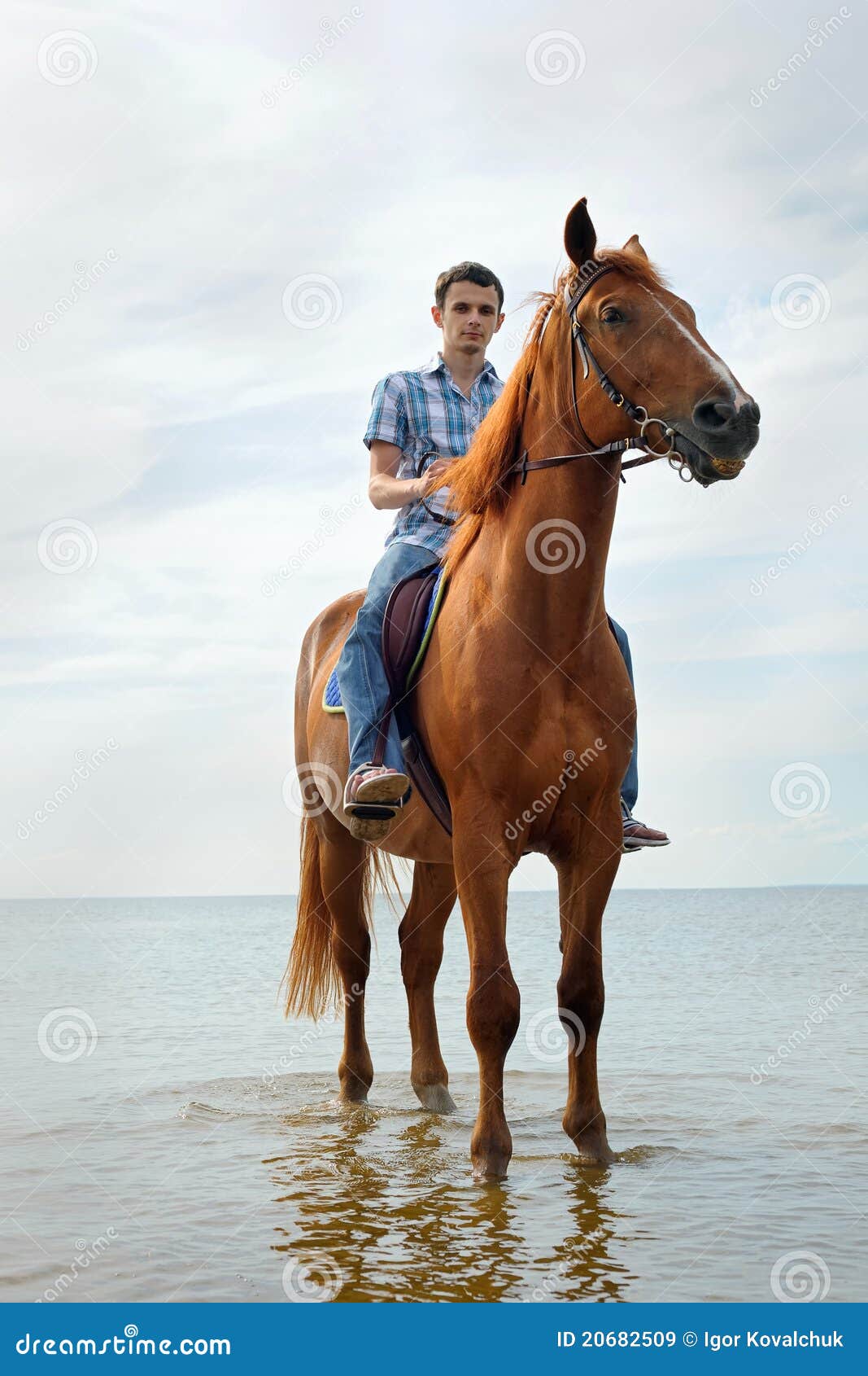 Jovem Homem Pulando Cavalo Em Seu Curso Saltando Foto de Stock