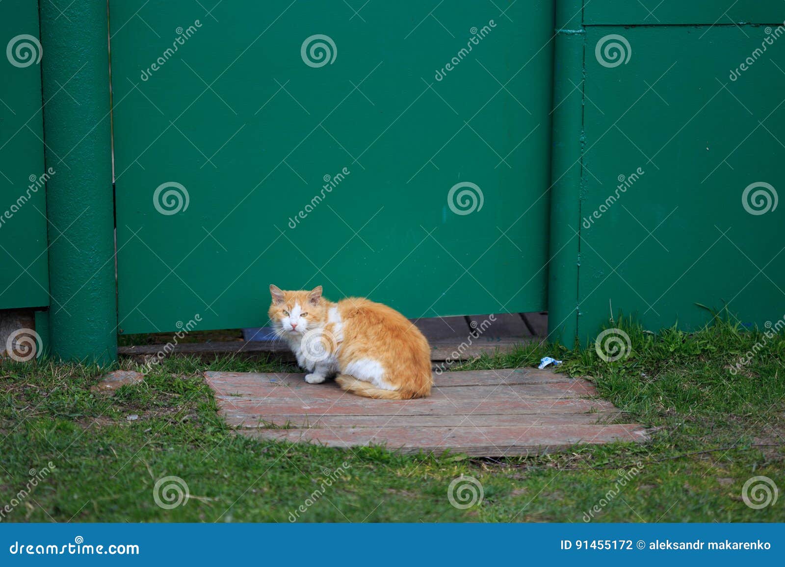 homemade-country-cats-are-free-to-walk-around-the-metochion-stock-photo-image-of-cottage-back