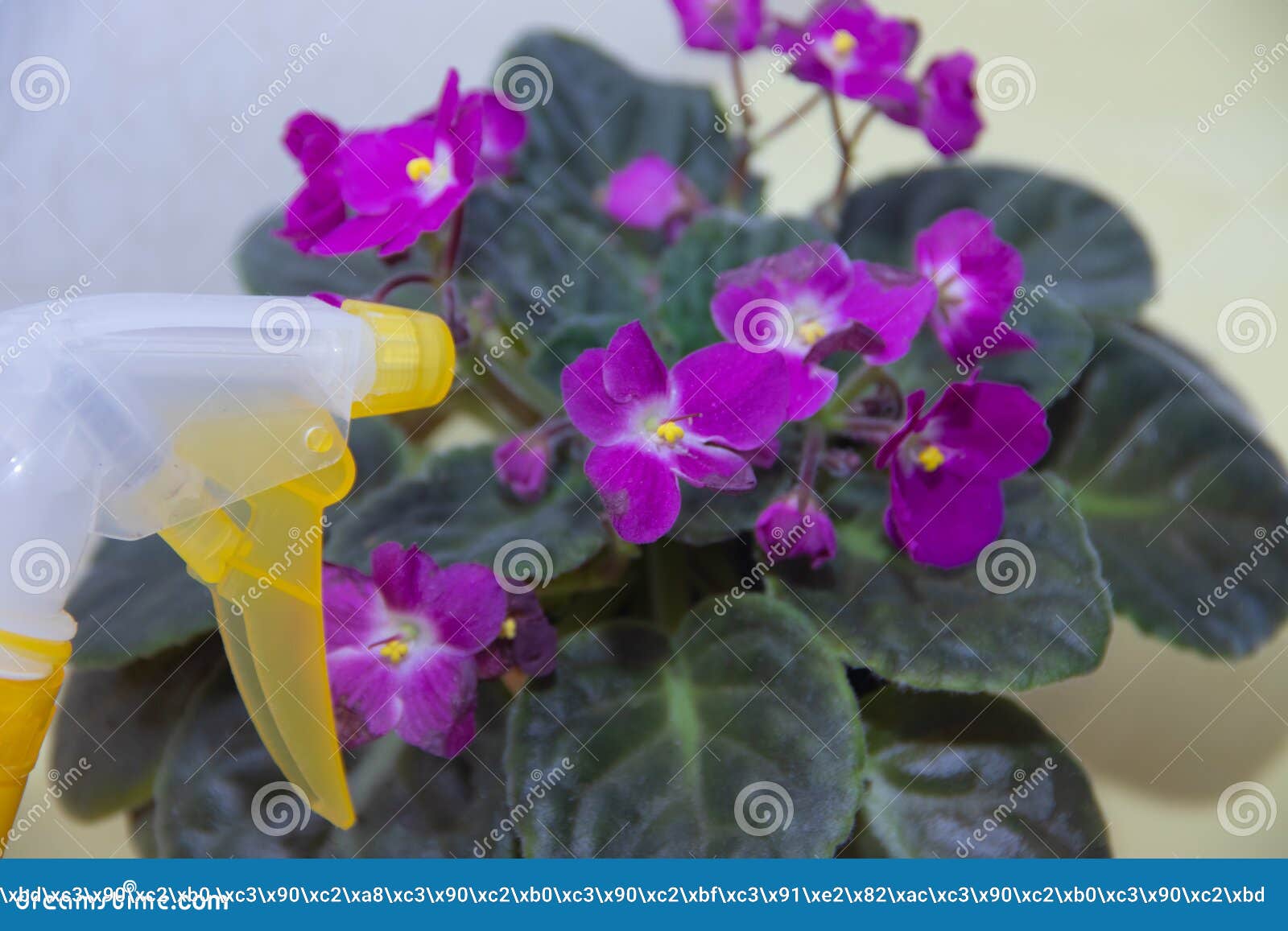 Wasserviolett Pflanzenpflege
