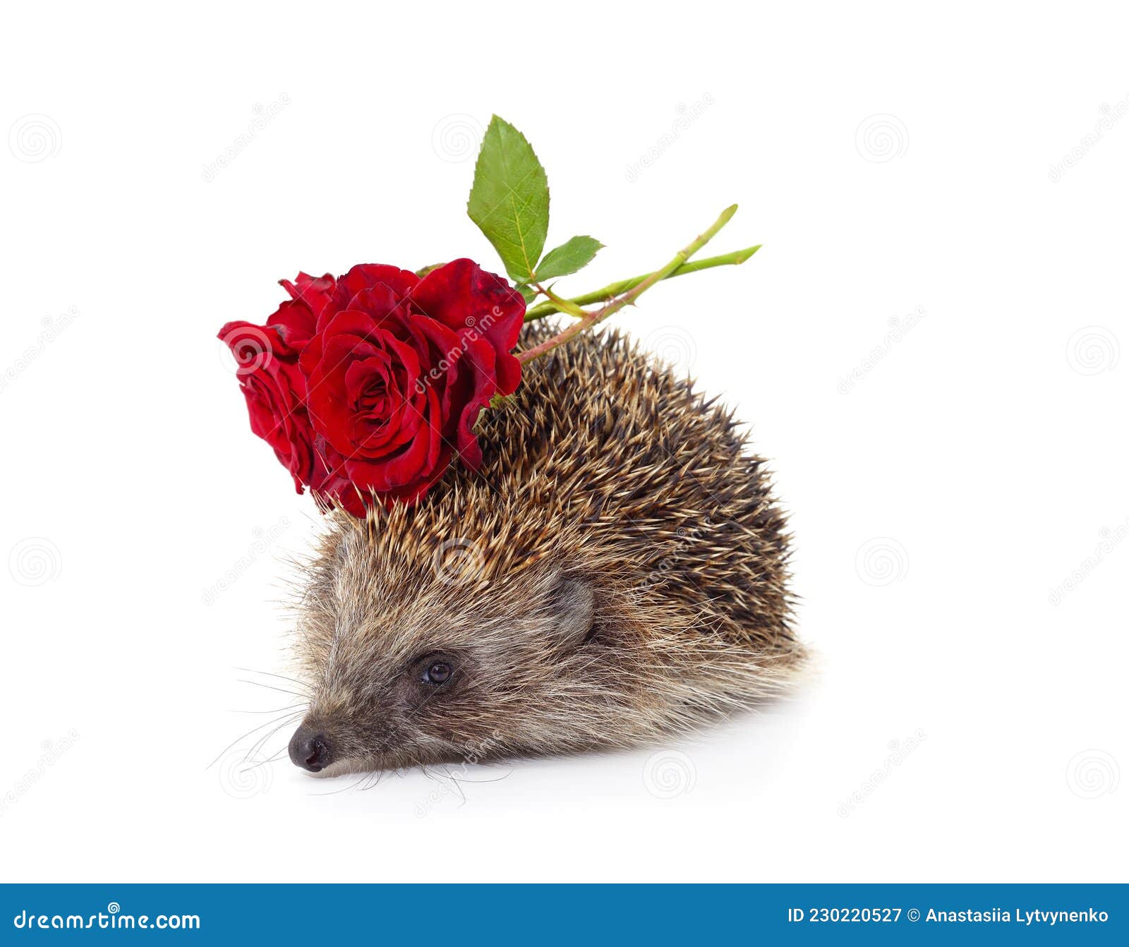 rose hedgehog