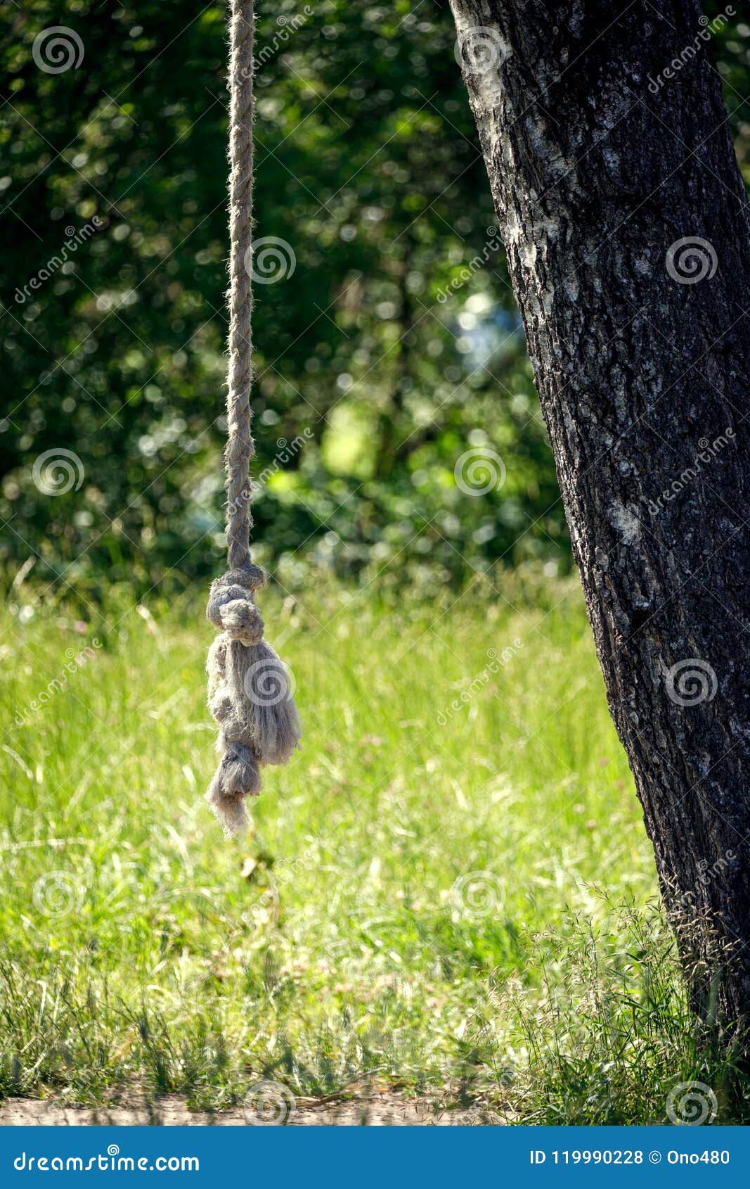 Homemade Swing Rope on a Tree Stock Photo - Image of person, play: 119990228