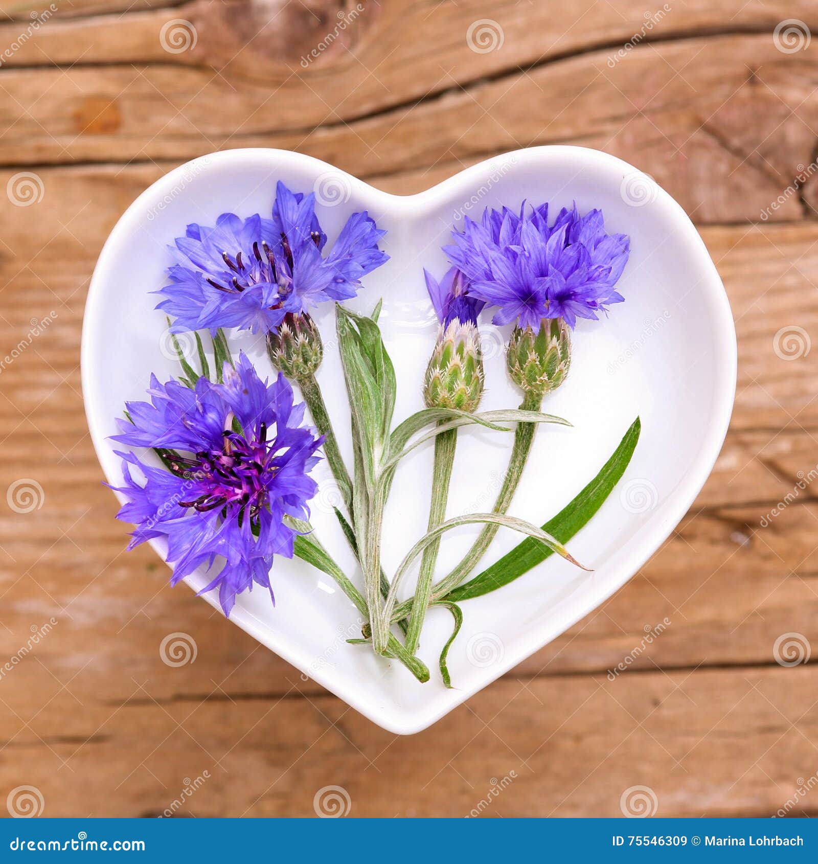 Homeopathy and Cooking with Cornflower Stock Image Image of garden