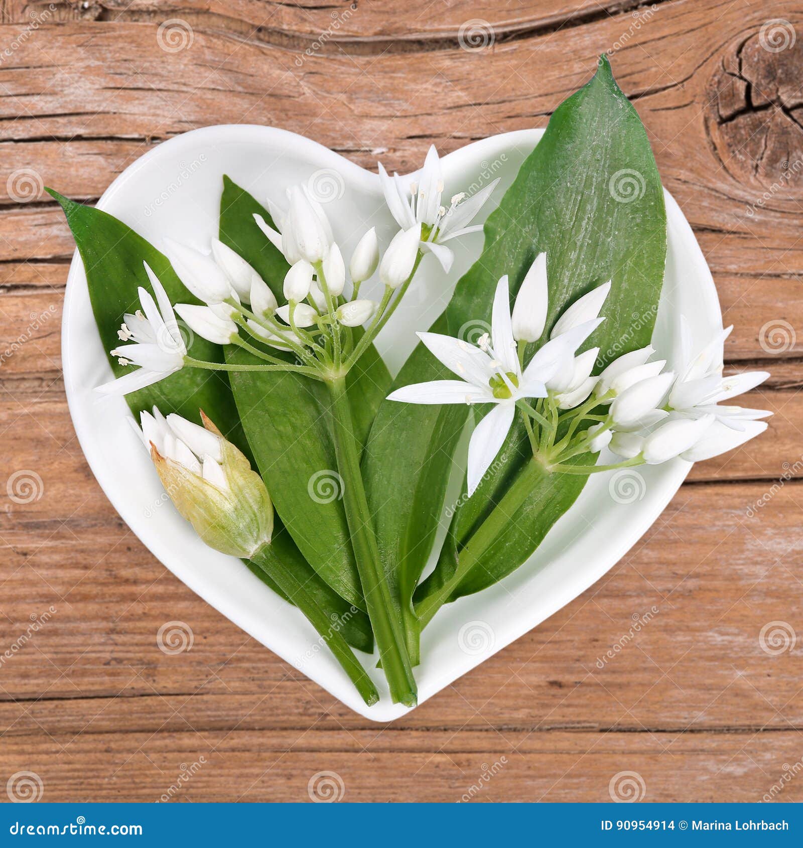 Homeopathy and Cooking with Wild Garlic Stock Photo Image of fresh, background 90954914