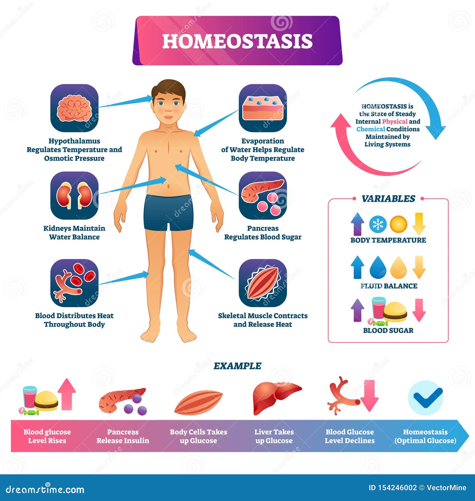 Homeostasis Illustration