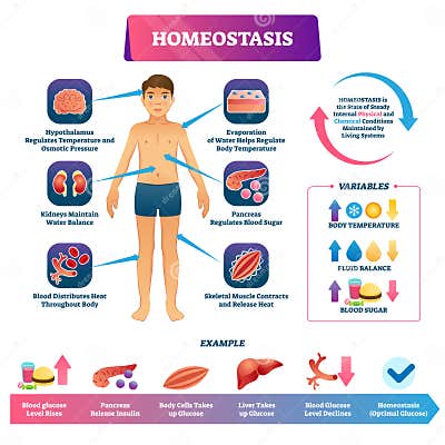 Homeostasis Vector Illustration. Labeled Educational Glucose Example ...