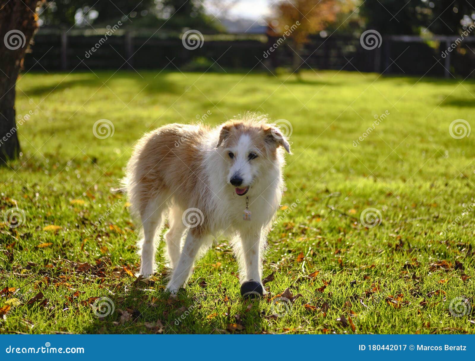 Homesick Dogs. Against the Light Stock Image Image of light, female