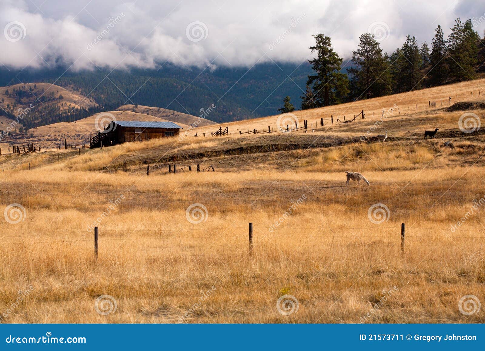 Homestead in Montana. stock image. Image of animal, graze 21573711