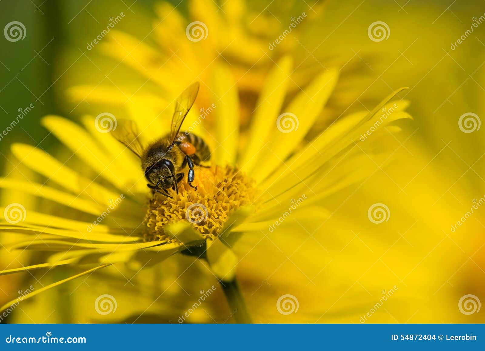 homey bee pollinating yellow flowers in spring