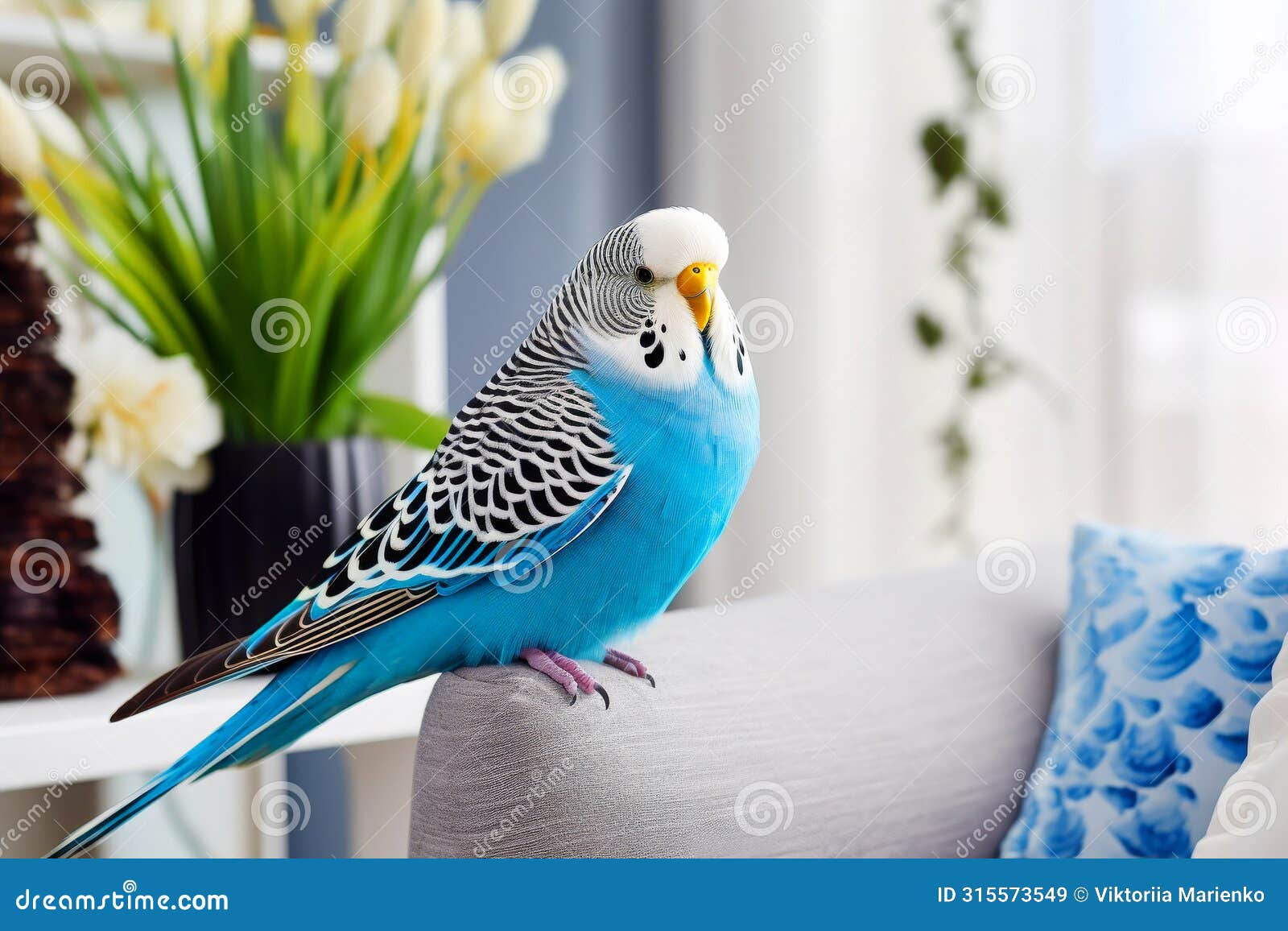 homey budgerigar: bright blue parrot in apartment