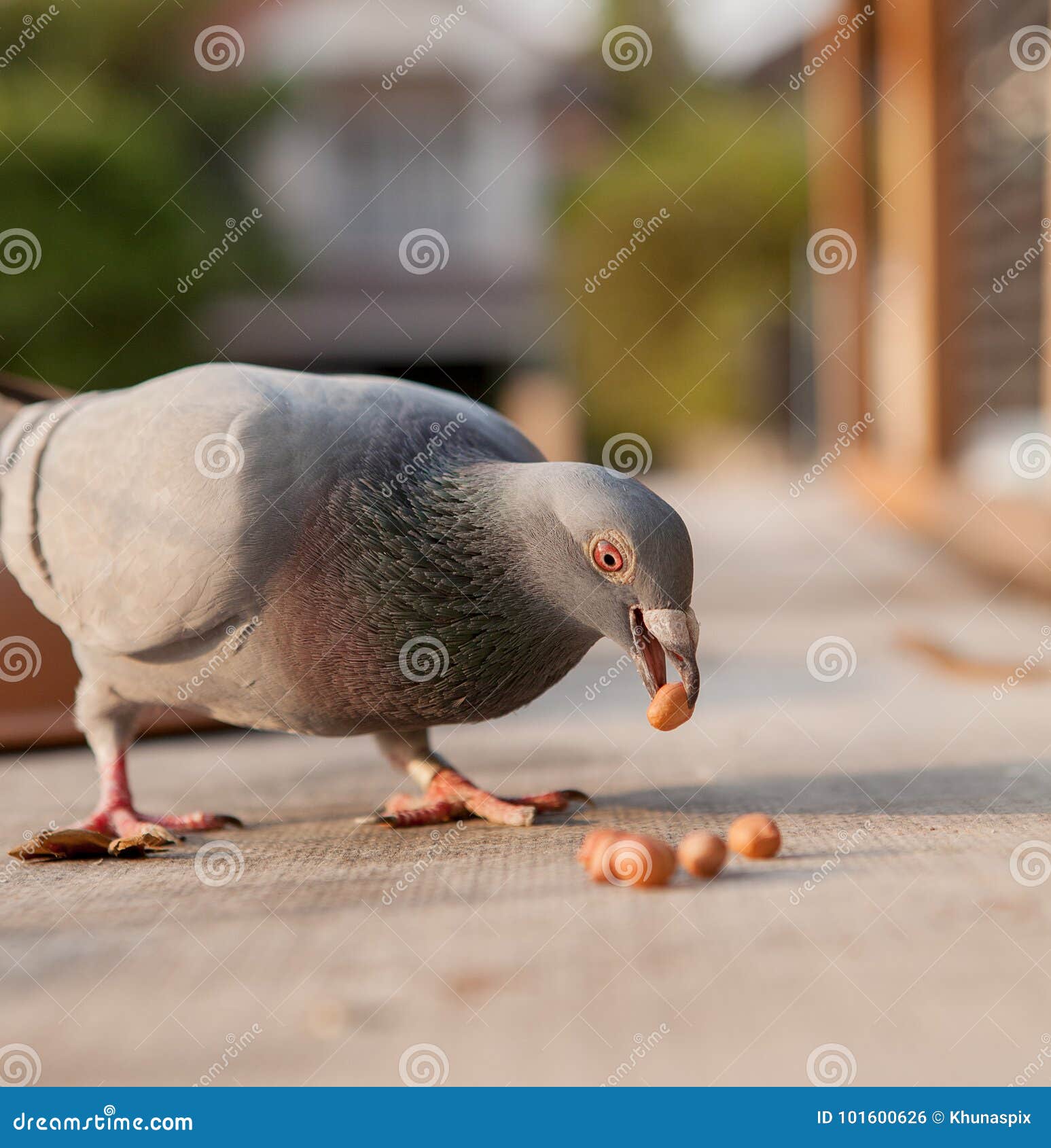 Homing Pigeon Bird Eating Peanut Stock Photo Image of feeding, bill