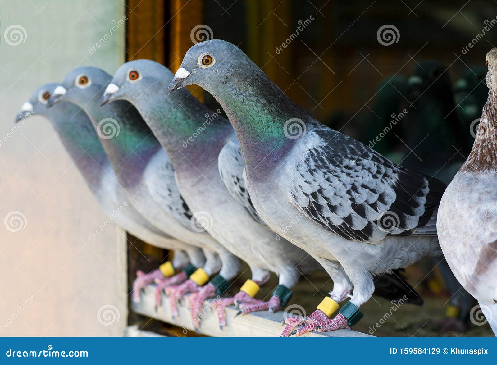 homing pigeon perching in home loft