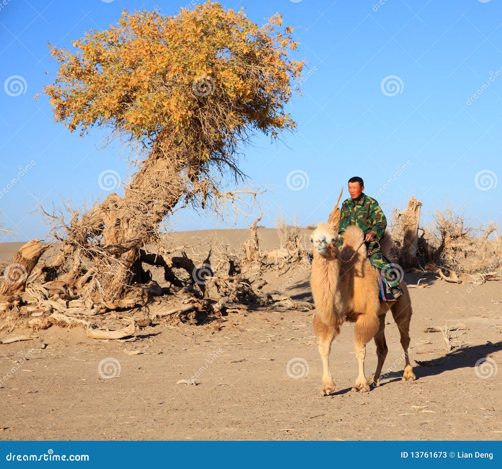 Homme sur le chameau en automne de désert. Un homme sur le chameau passe par un arbre de peuplier noir en automne de l'Inner Mongolia, Chine