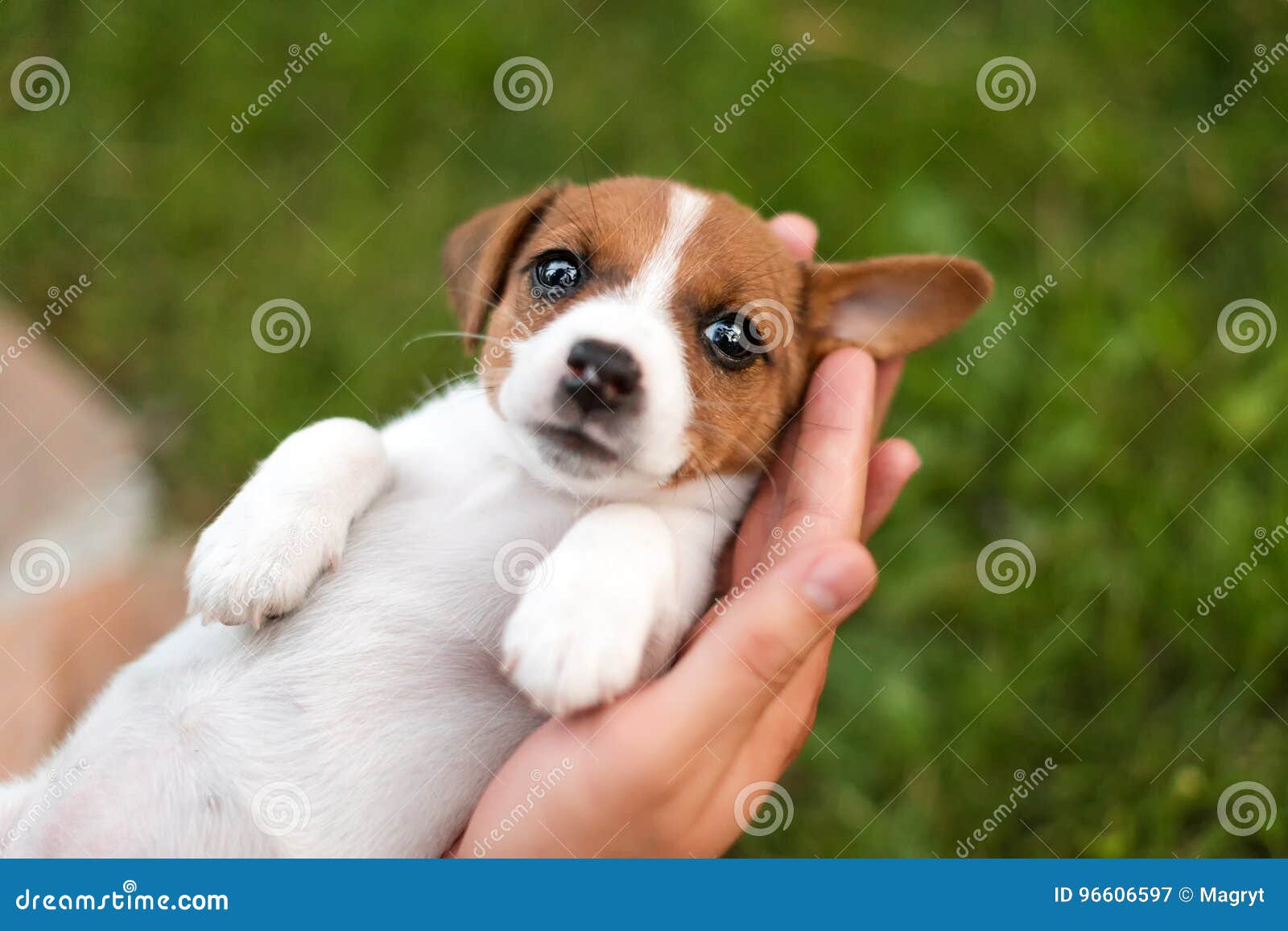 Homme Tenant Le Chiot Mignon Jack Russel Dans Des Mains Image Stock Image Du Main Amusement Homme Tenant Le Chiot Mignon Jack Russel Dans Des Mains Image Stock Image Du Main Amusement