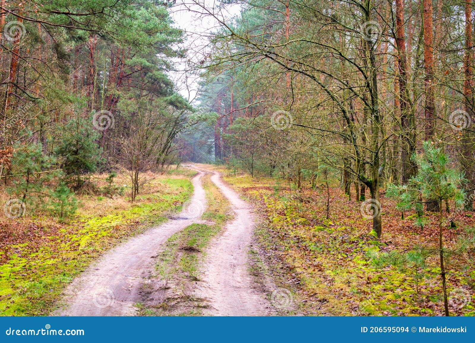 A Typical Forest in Central Poland. Stock Photo Image of homogeneous, autumn 206595094