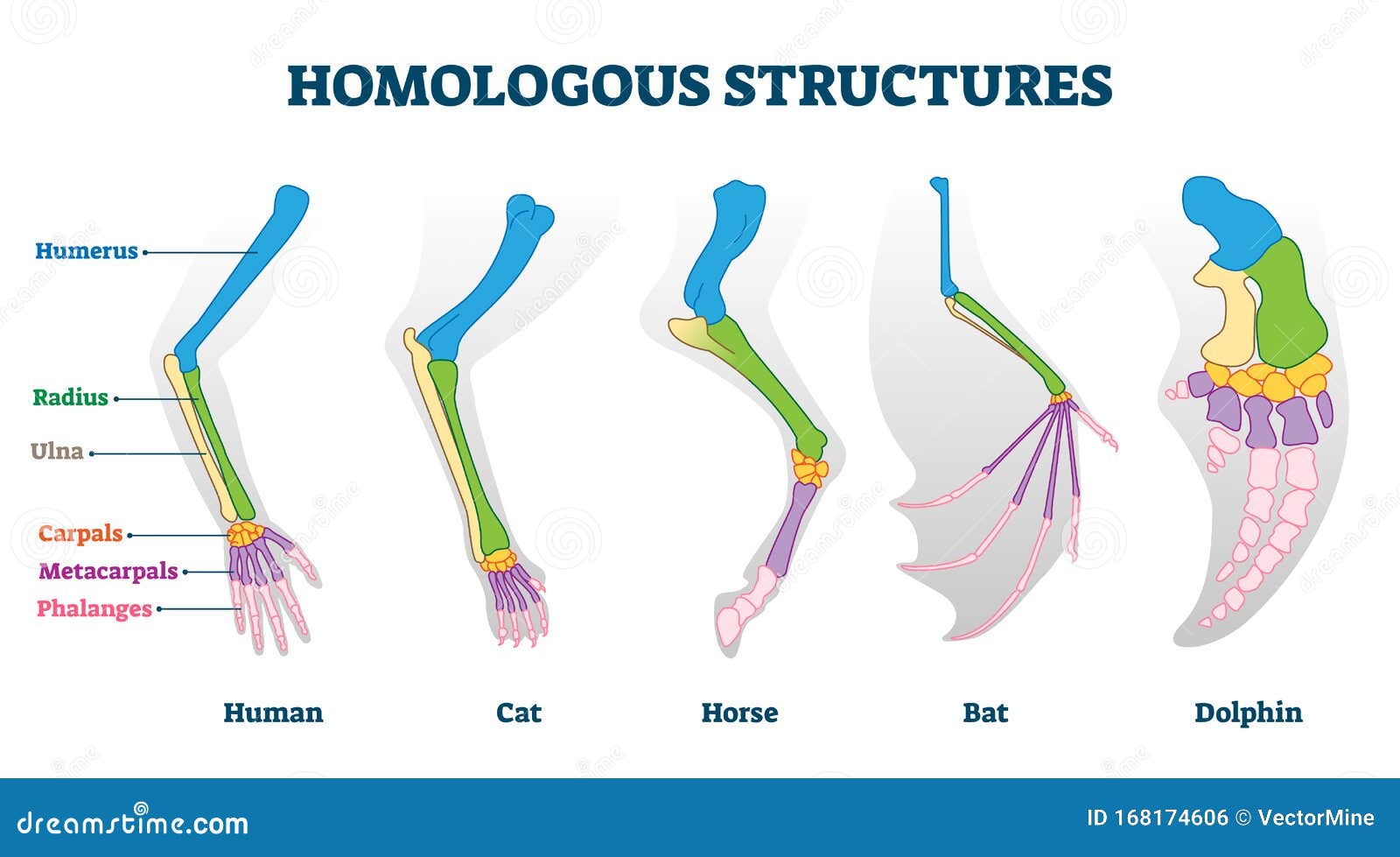 homologous structure  . biological species example scheme