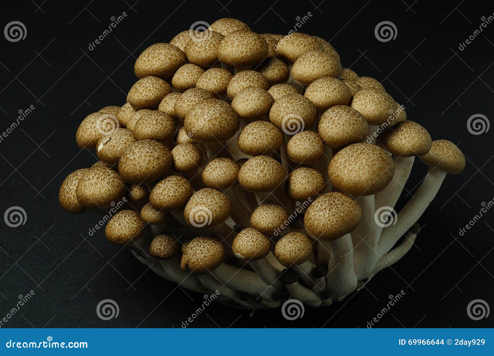 Honshimeji (brown Beech) Mushrooms Stock Photo Image of umami