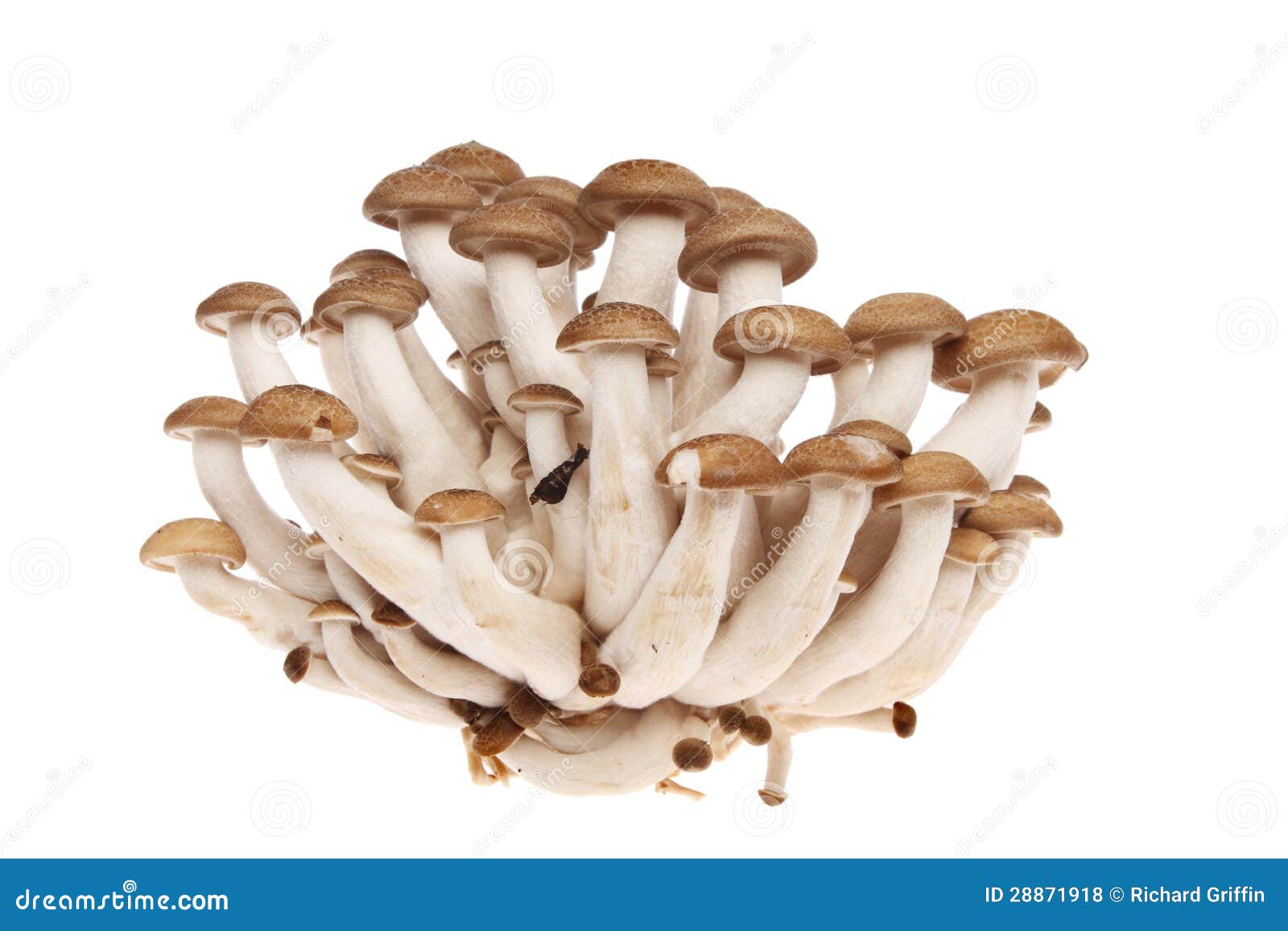 Hon Shimeji mushrooms stock photo. Image of stalk, fungi 28871918