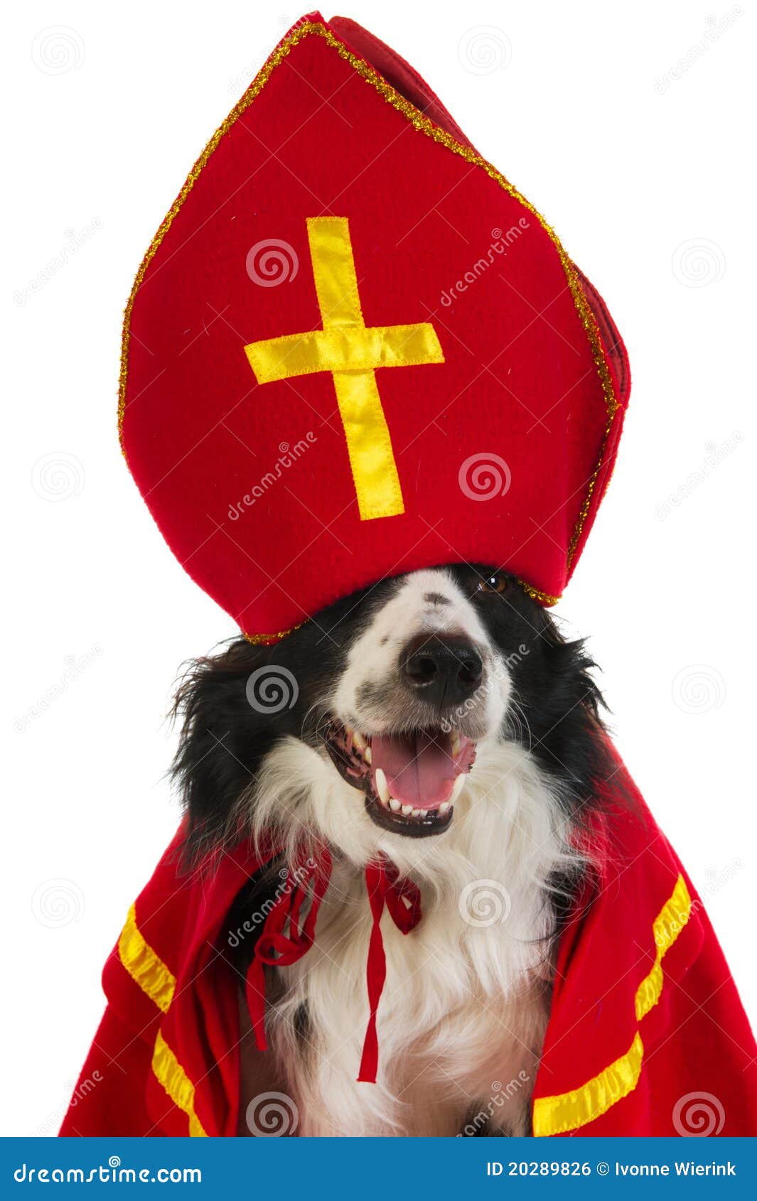 Pat Verwoesting geïrriteerd raken Hond Als Nederlandse Sinterklaas Stock Foto - Image of huisdier, dier:  20289826