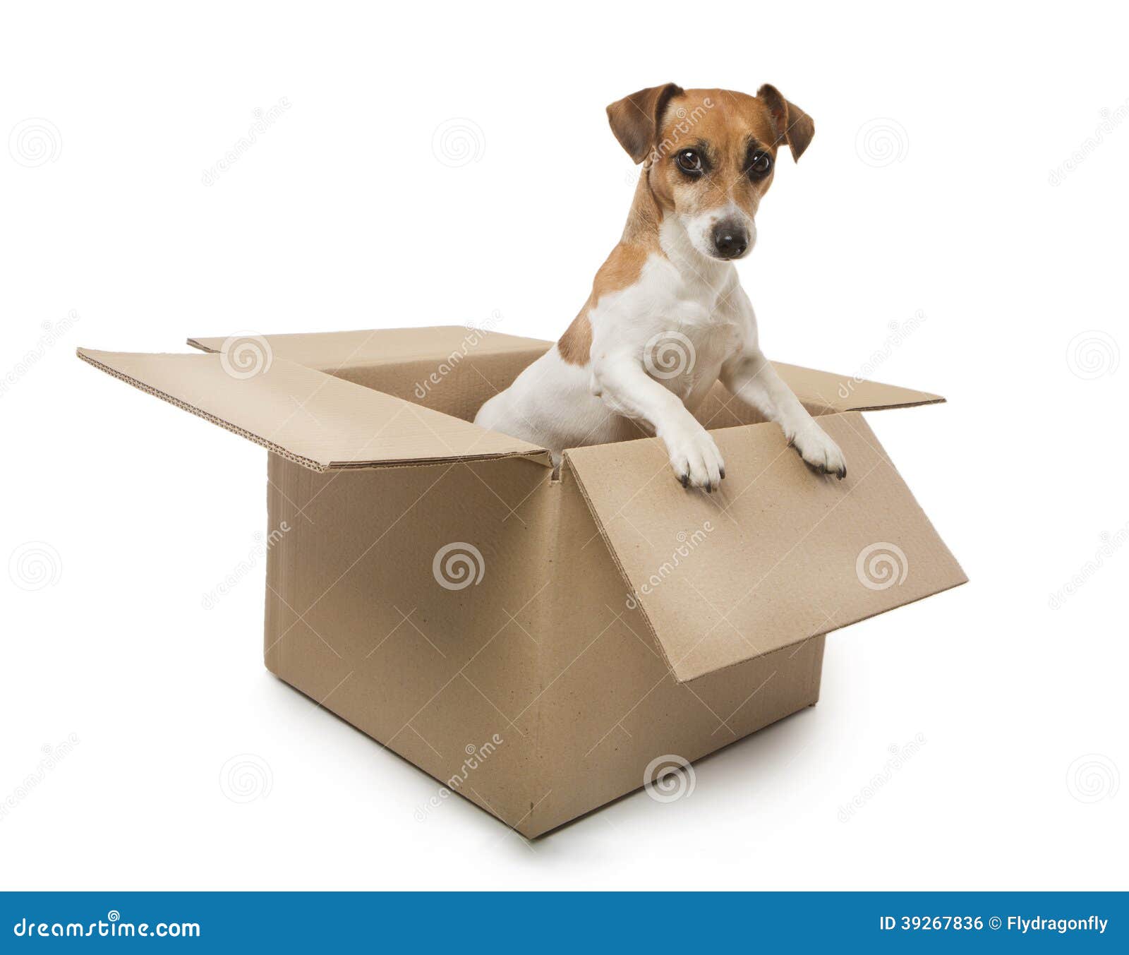 Hond in de doos stock foto. Image of bruin, aantrekkelijk - 39267836