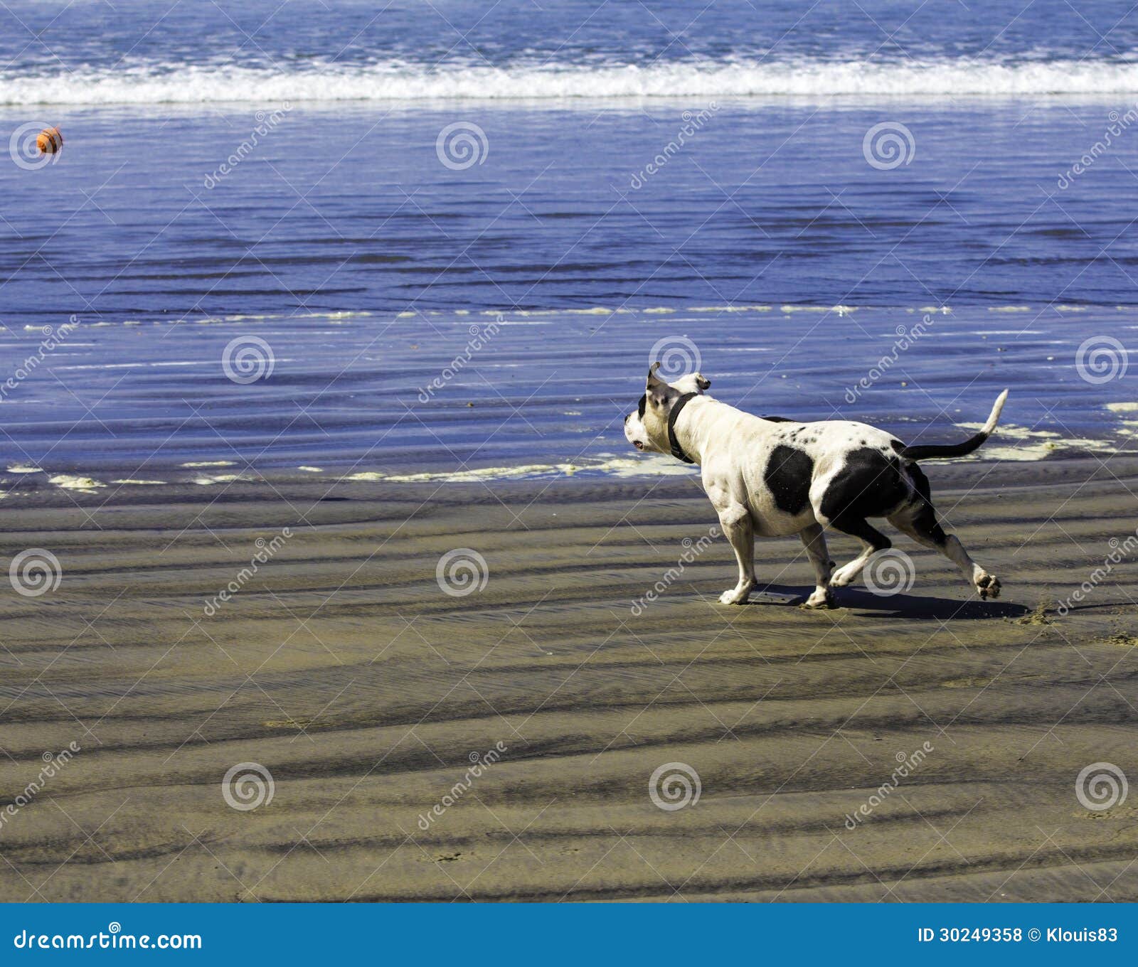 De halende bal van de hond. Hond die een bal op het strand halen van de kust van San Diego Californië.