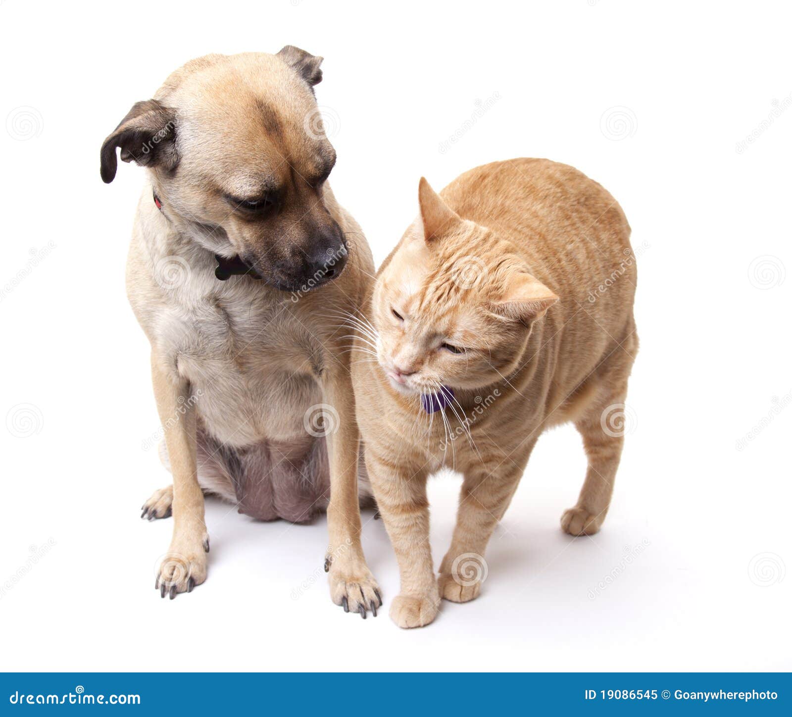 Hond en Kat samen. Een kleine mengen-rassenhond en een kat samen op een witte achtergrond met de kat die haar tong plakt uit bij de hond. Beide huisdieren dragen kragen met lege markeringen op hen.