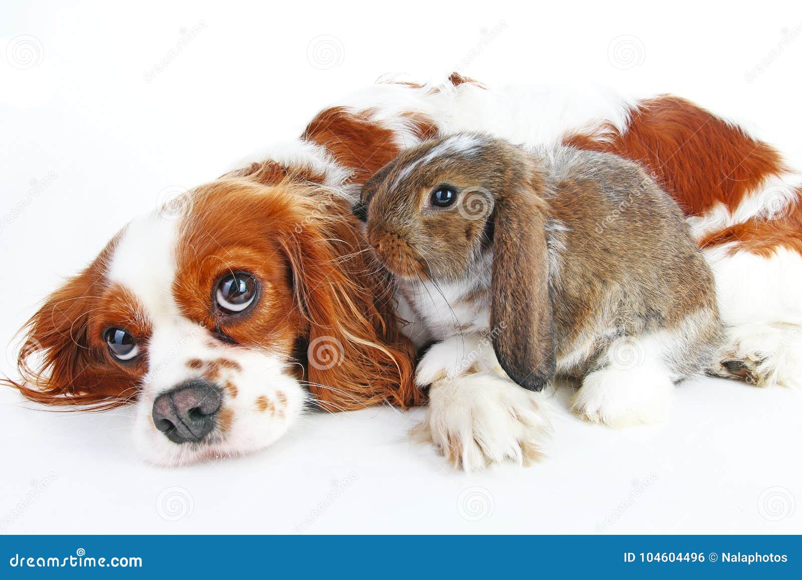 keuken porselein Intrekking Hond En Konijn Samen Dierlijke Vrienden Van De Het Huisdieren Witte Vos Van  Het Konijnkonijntje Het Satijn Echte Snoeit Levend Re Stock Foto - Image of  zaken, huisdier: 104604496