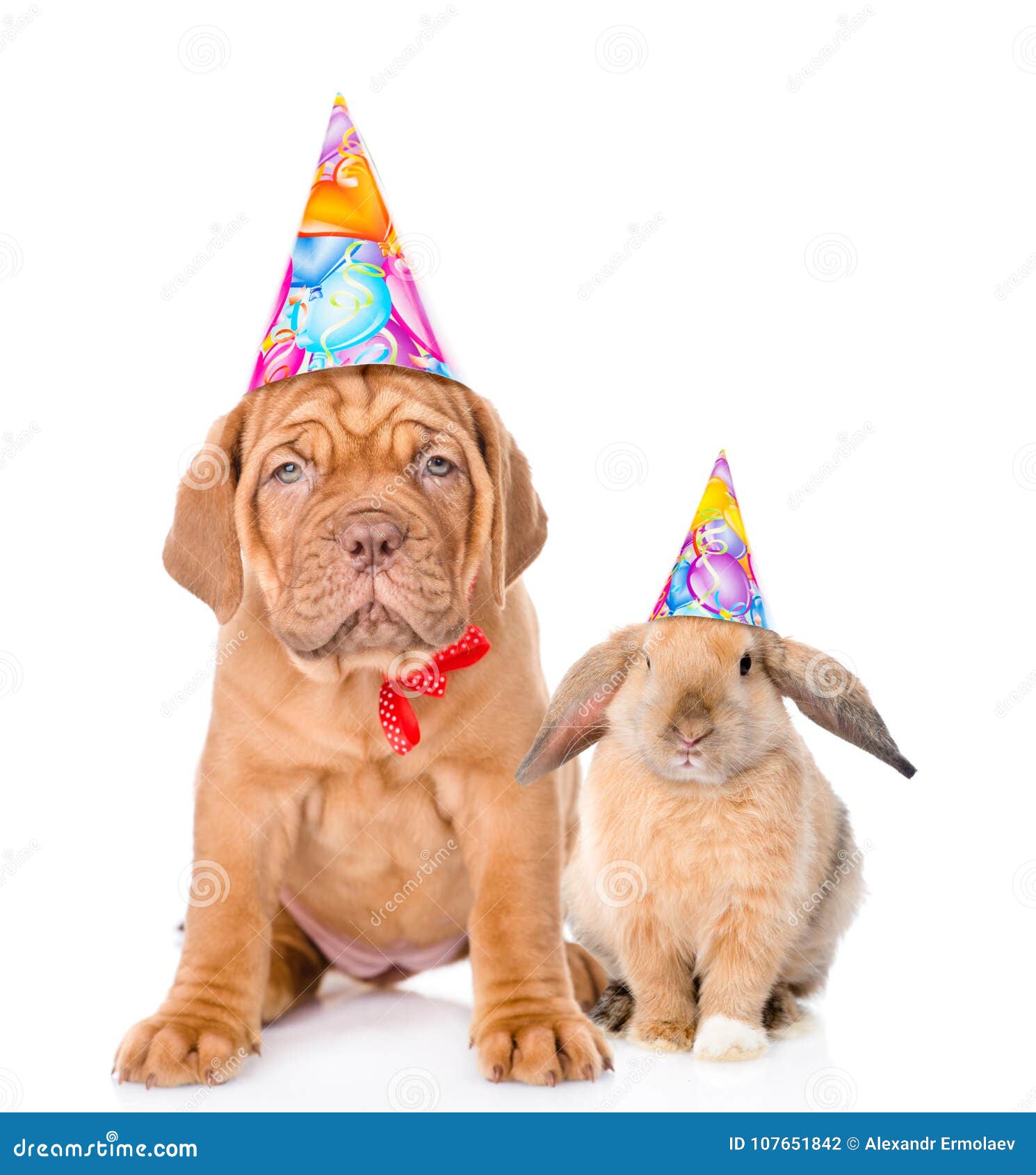 Hond En Konijn in Verjaardagshoeden Die Samen Zitten Geïsoleerd Wit Stock - Image of verjaardag: