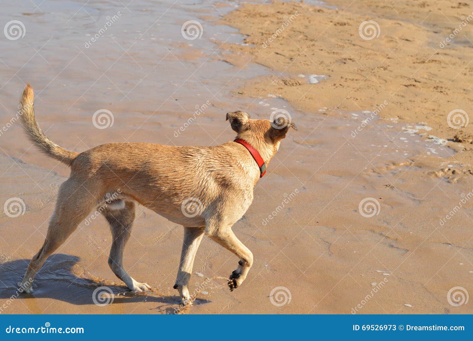 Hond op het strand. Lopende hond Strandhobby Het aanstoten met de hond Spaanse Vakantie levensstijl