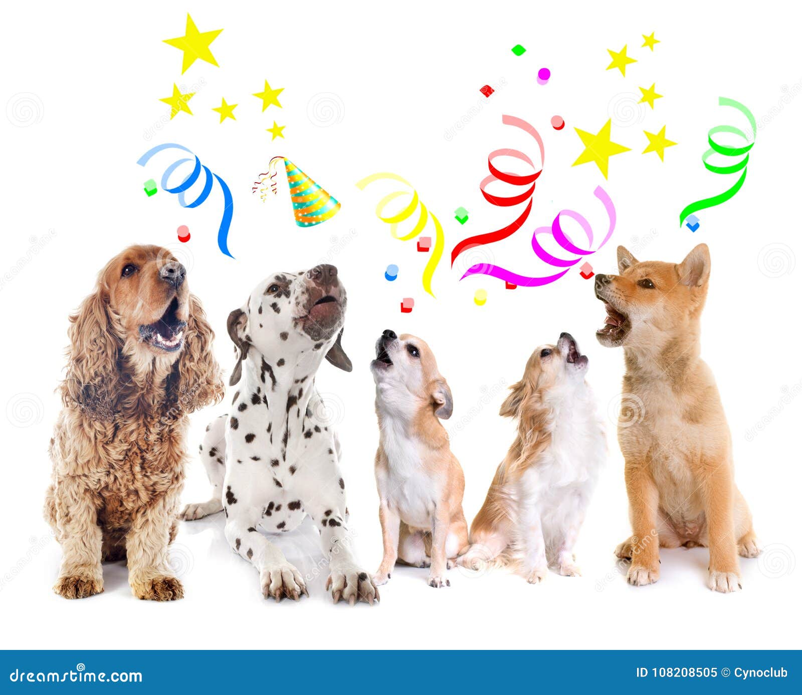 Honden Die Voor Verjaardag Huilen Stock Afbeelding - Image Of Krankzinnig,  Spaniel: 108208505