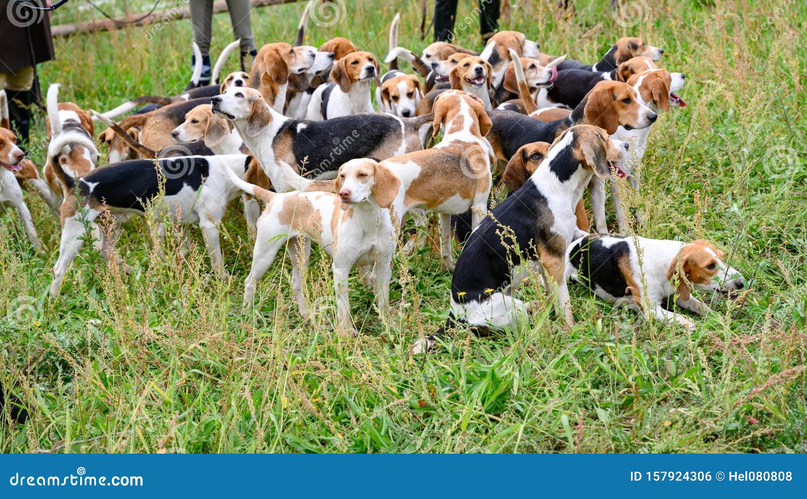 Honden, Jagers, Beagle Honden, Beagle Hounds Die Wachten Op Jacht Stock  Foto - Image Of Honds, Dieren: 157924306