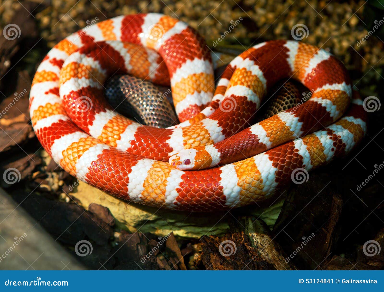 Honduranische Milchschlange Stockbild - Bild von skalen, kriecht: 53124841