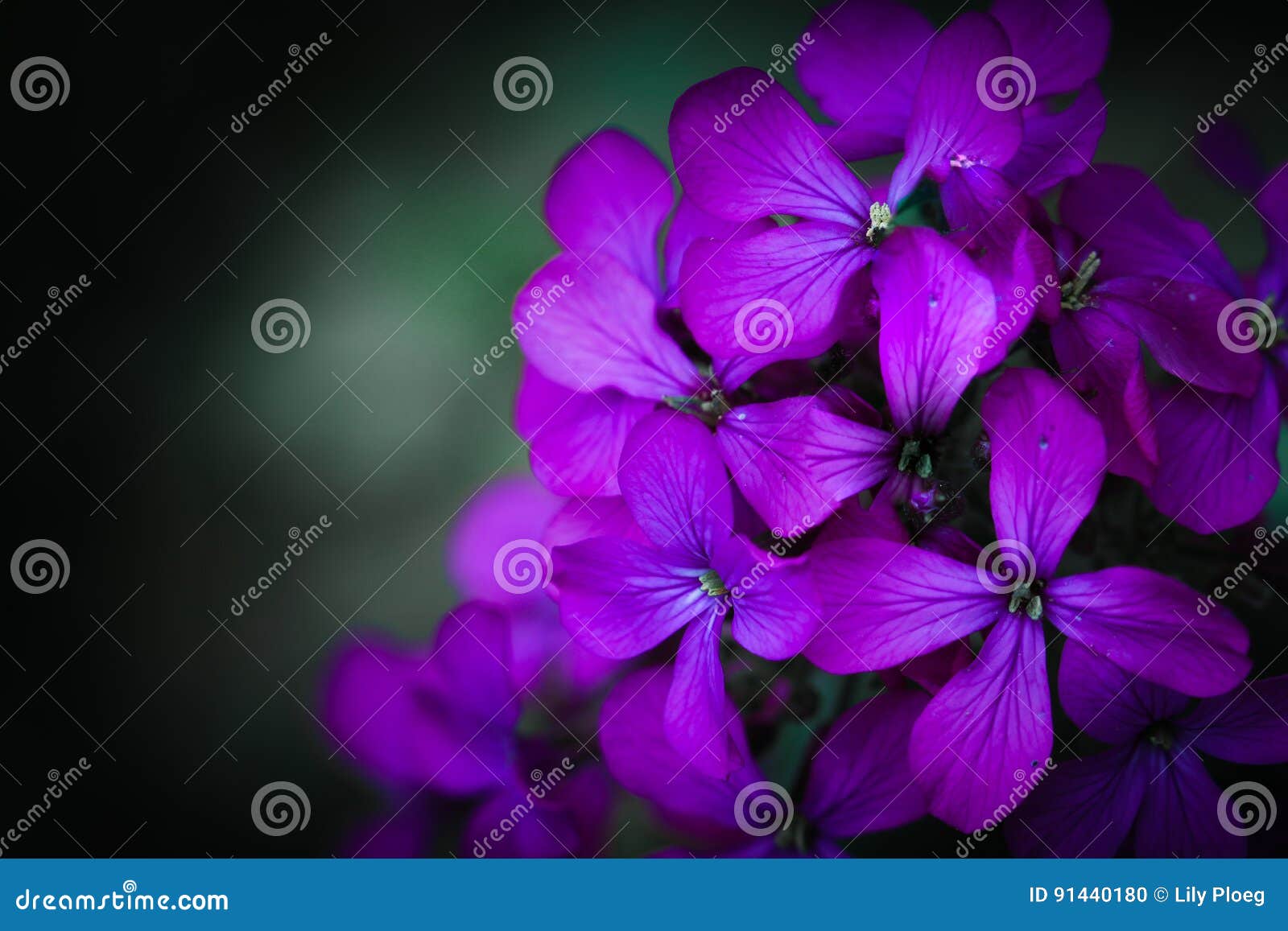 Honesty flower stock photo. Image of macro, soft, closeup - 91440180