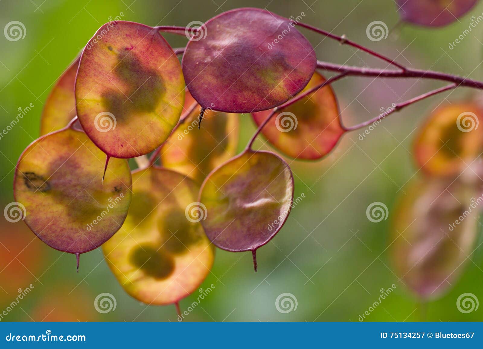 honesty seed pods