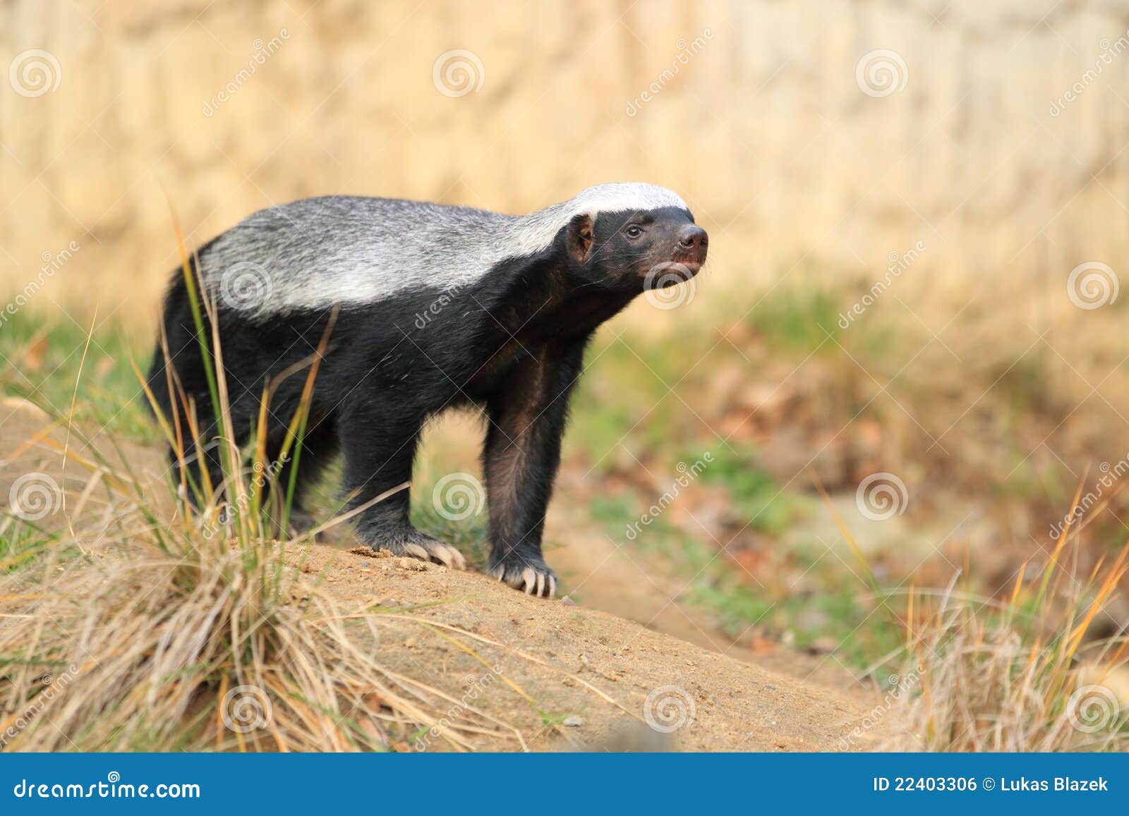 229 Honey Badger Stock Photos - Free & Royalty-Free Stock Photos from  Dreamstime