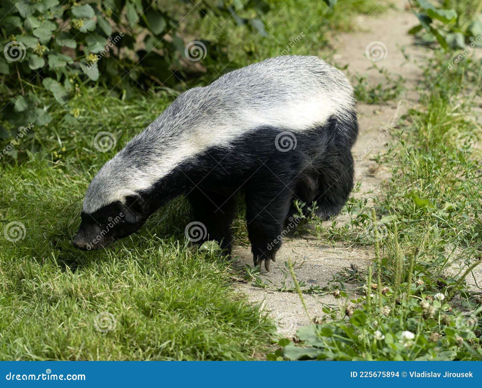 Honey Badger, Melivor Capensis Looking for Food in the Grass Stock Photo Image of food, brave
