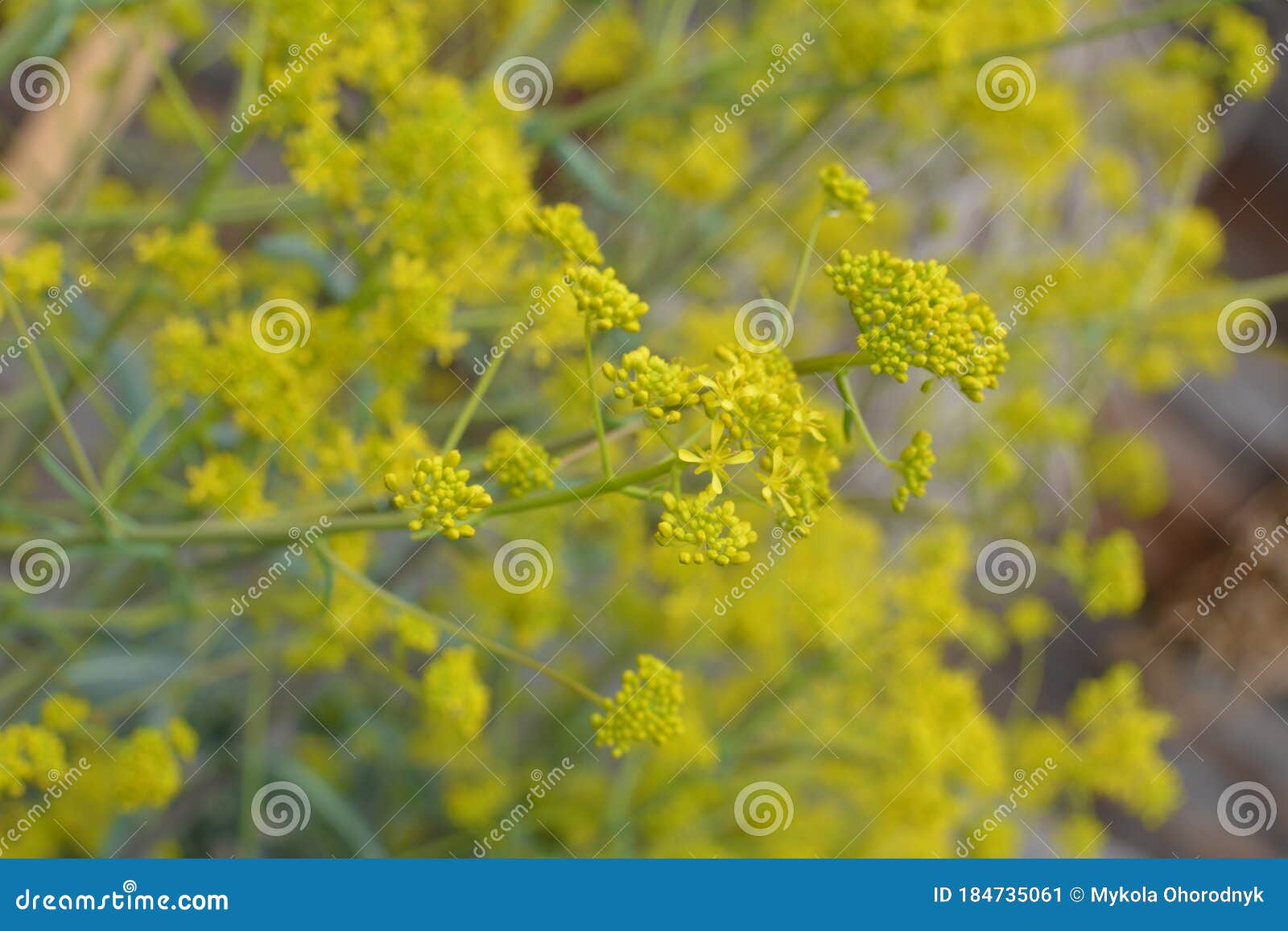woad in flower isatis tinctoria known also as dyer`s woad or glastum