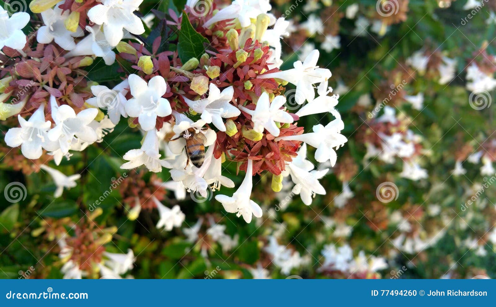 Close Up of Honey Bee in an Abelia Bush Stock Photo Image of nature, brown 77494260