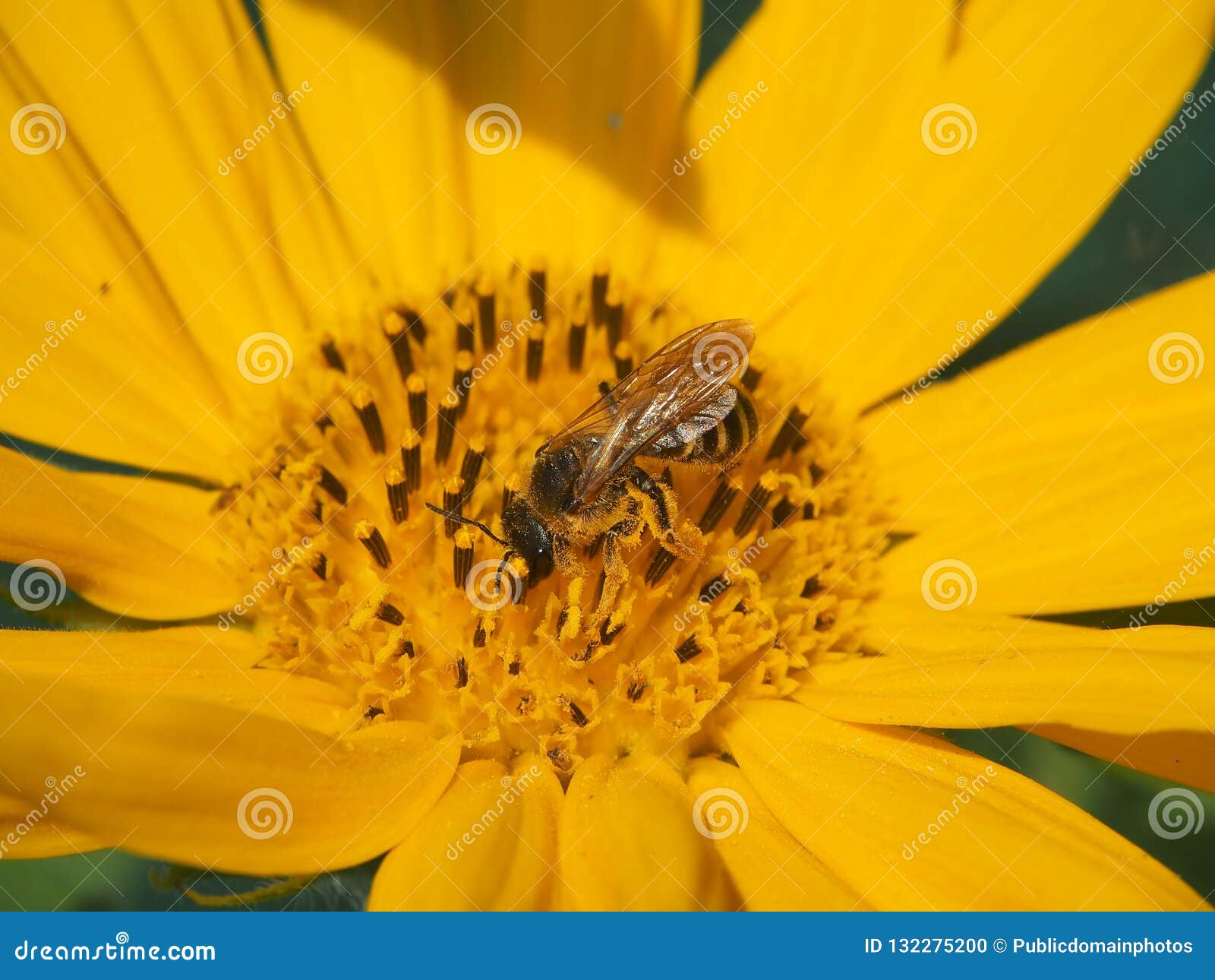Honey Bee, Bee, Yellow, Flower Picture. Image 132275200
