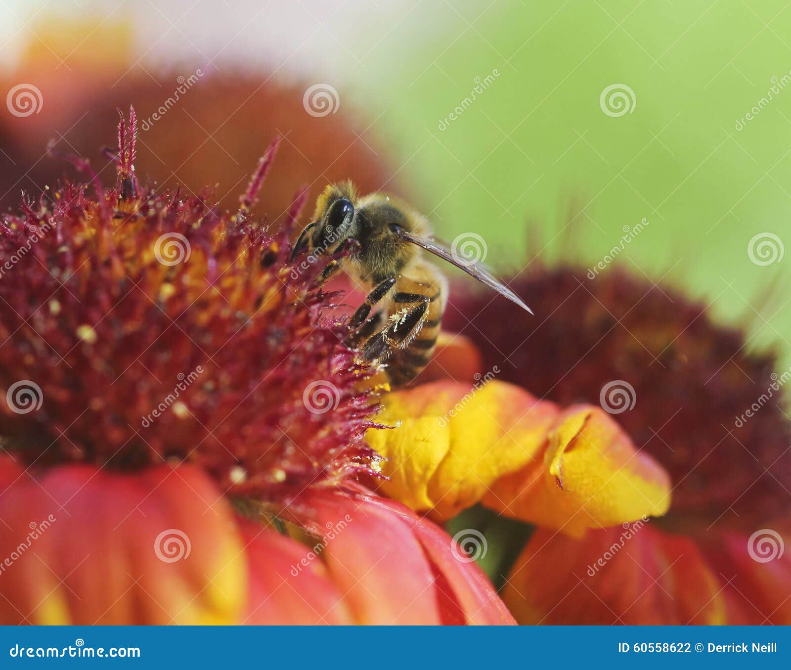 A Honey Bee on a Blanket Flower Stock Photo Image of ornamental