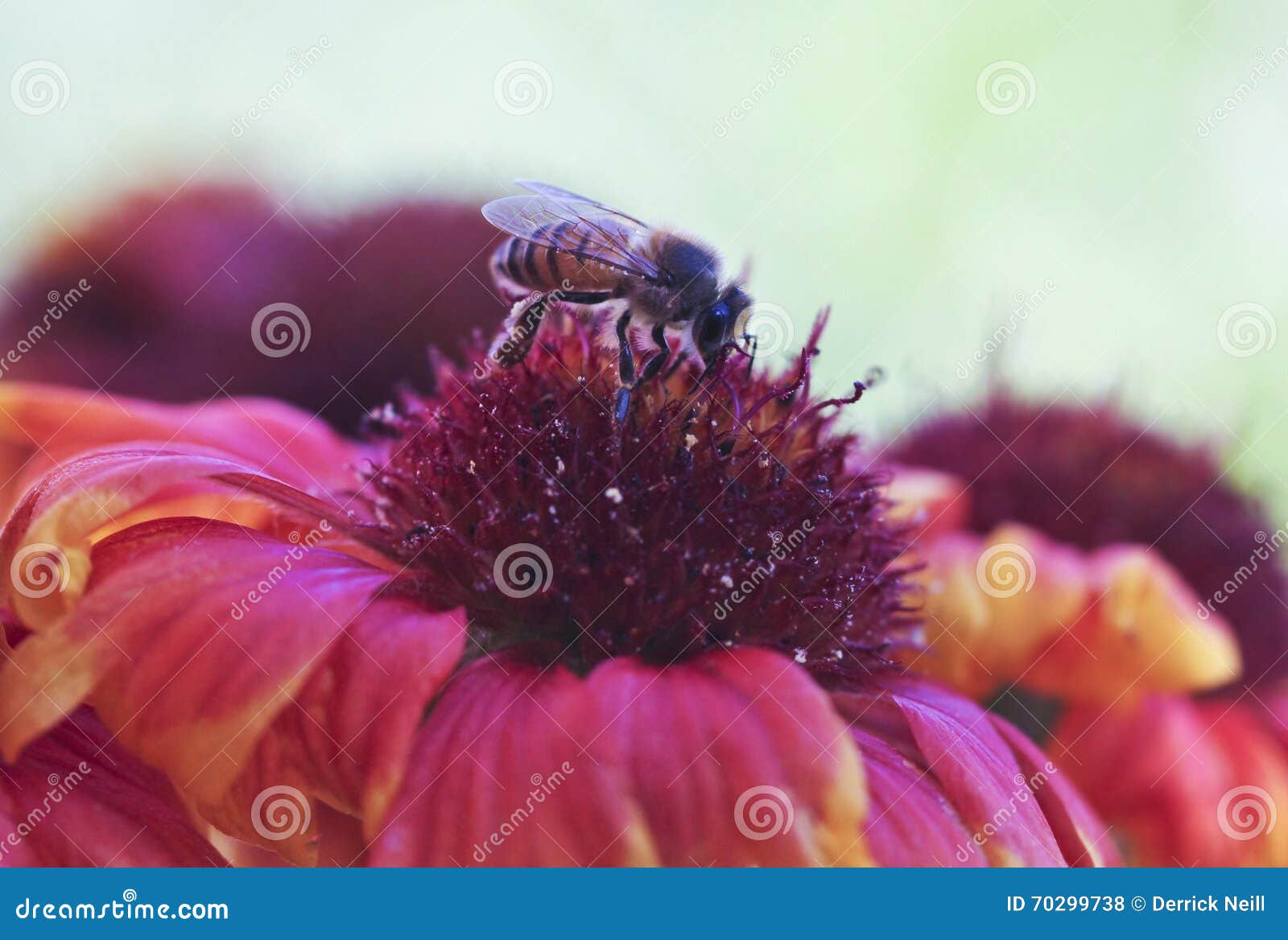 A Honey Bee on a Blanket Flower Stock Photo Image of nature