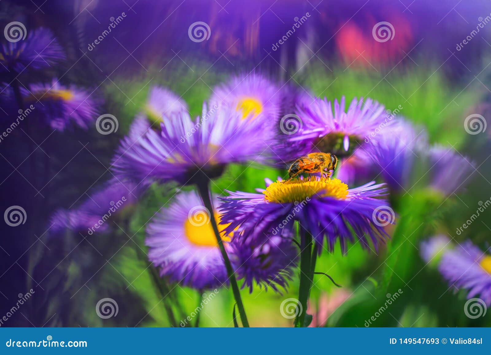 Honey Bee on Blue Aster Flower in Garden Stock Image Image of